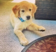 gorgeous Golden Retriever puppy for adoption